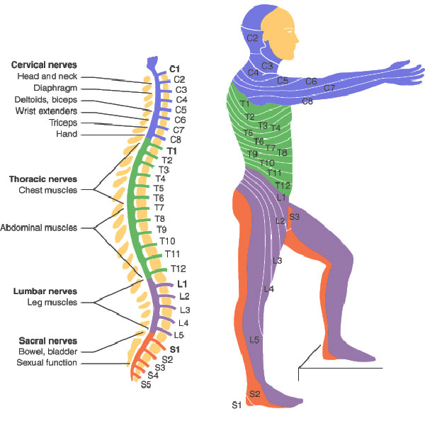 Chiropractic spinal Nerves