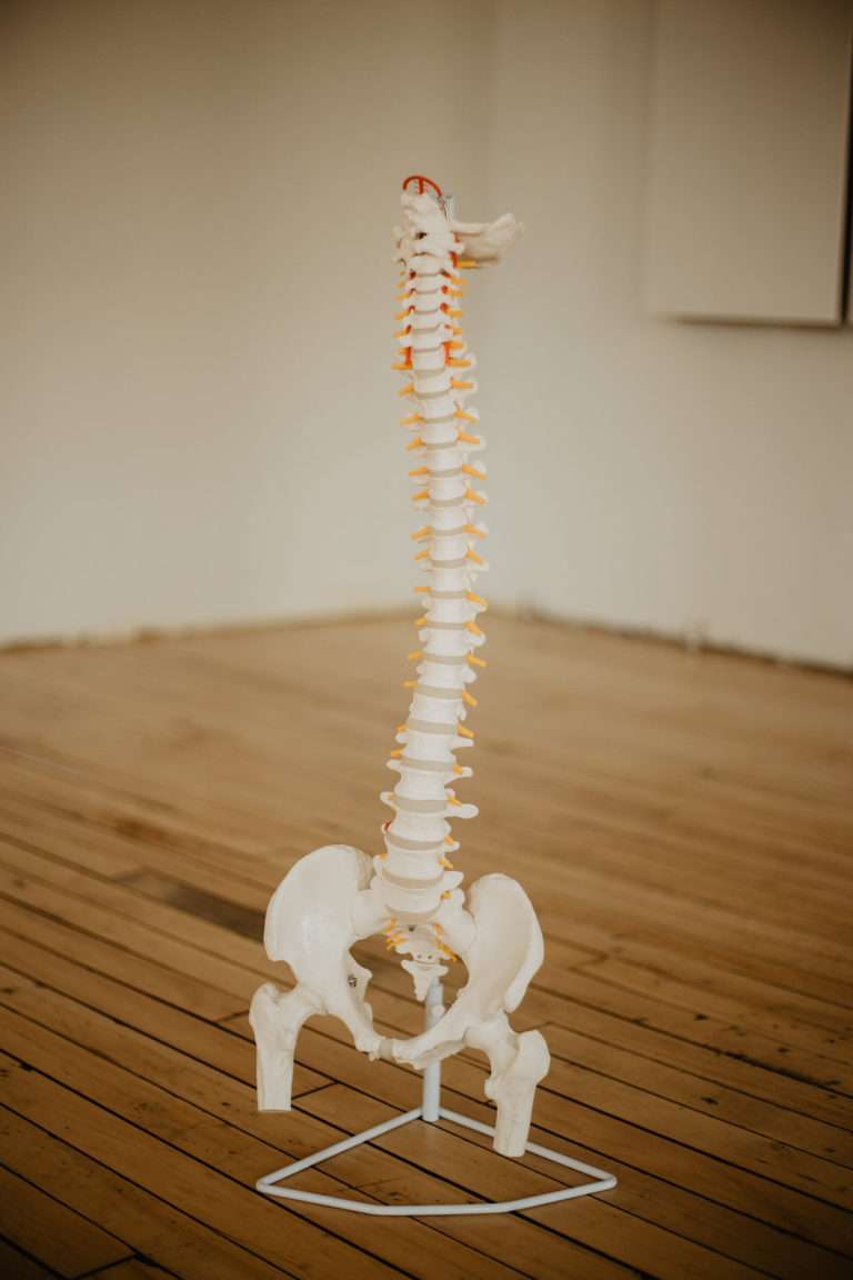 Chiropractic spine