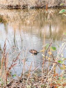 winnipeg otter